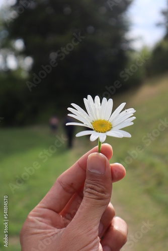 These are the flowers and grass in the garden