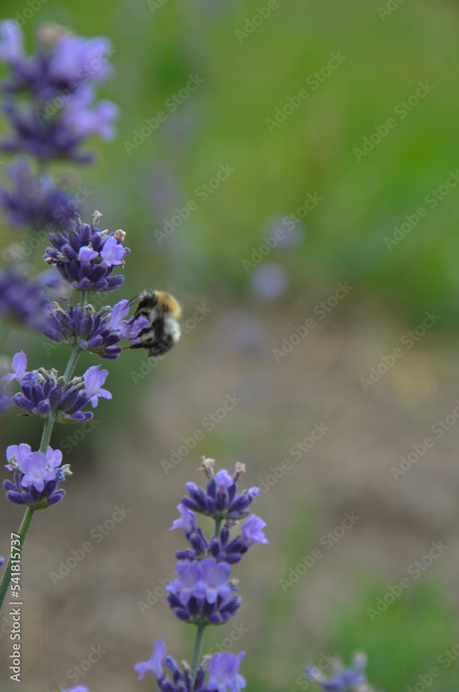 bumblebee on lavender Stock-Foto | Adobe Stock