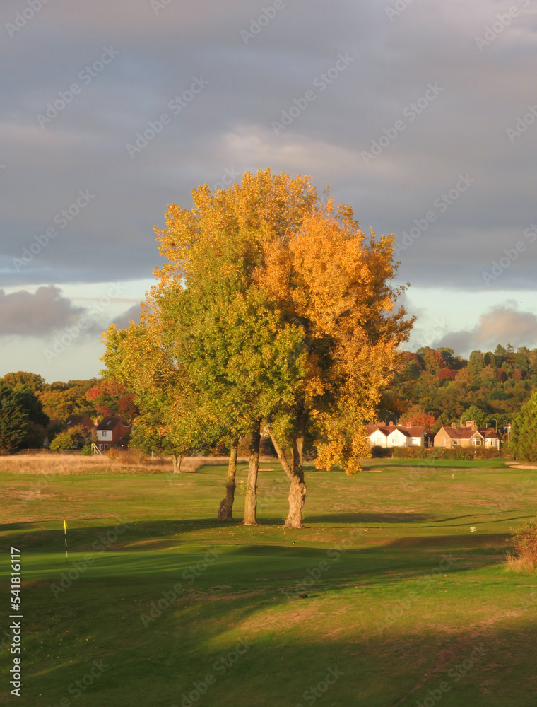 Fototapeta premium Autumn tree
