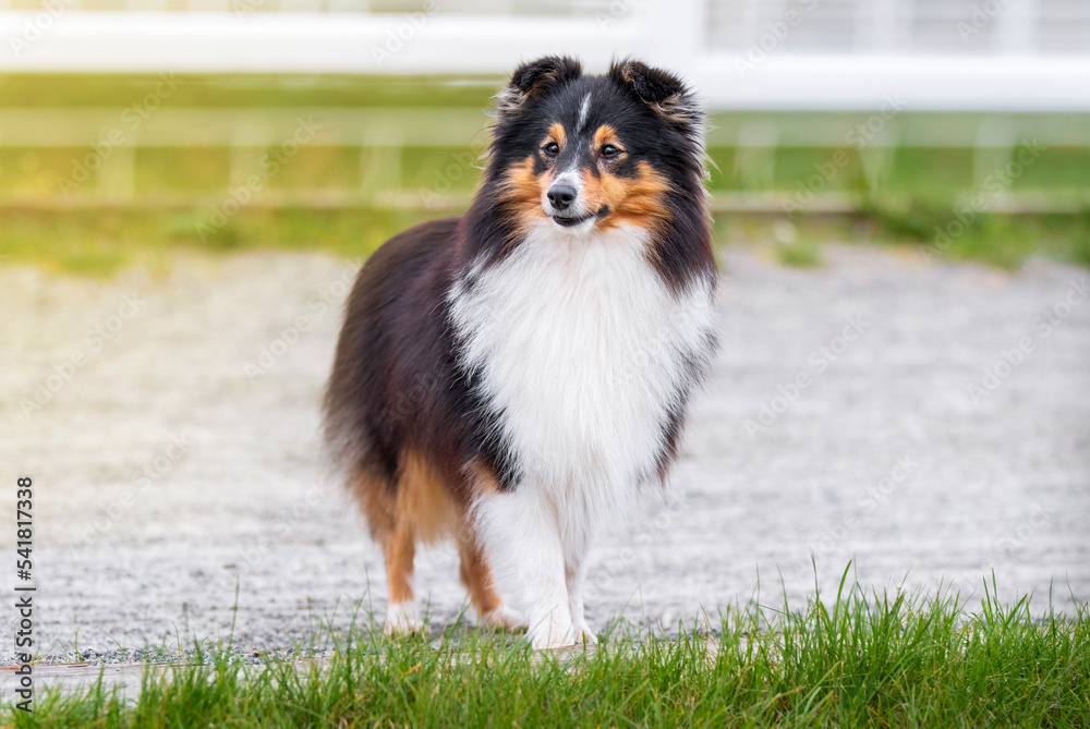 Collie. Sheltie. Stunning nice fluffy tricolor shetland sheepdog, dog outside portrait on a sunny summer day. Little collie dog smiling outdoors with blue heaven sky green grass. Sunlight. Summer