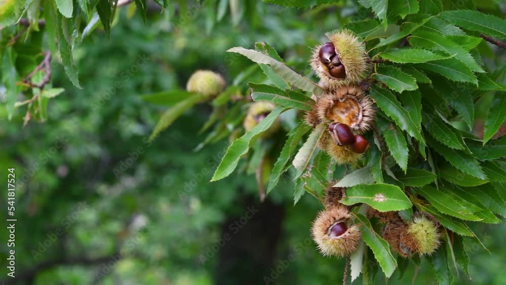 The chestnuts inside the ripe hedgehogs hanging from the chestnut ...