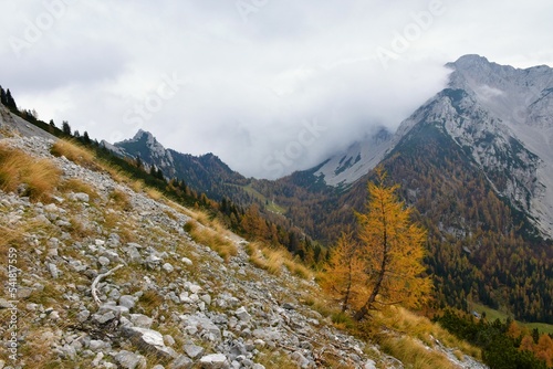 View of Zelenica valley in Karavanke mountains with Begunjščica mountain above and a lone golden colored larch tree on a slope