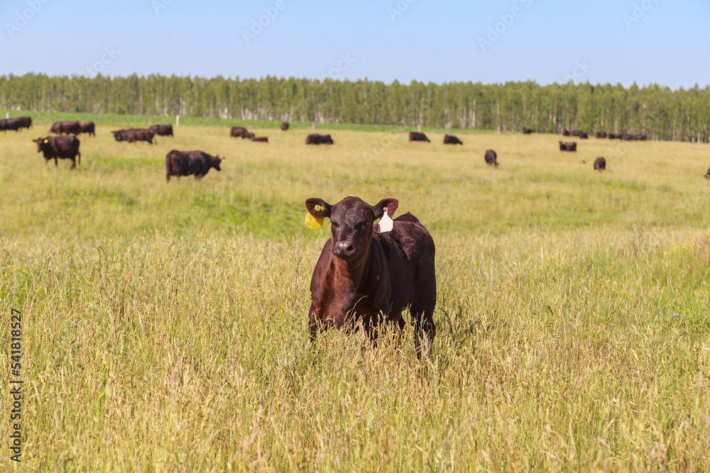 Black angus cows with calves graze in the meadow. StockFoto Adobe Stock