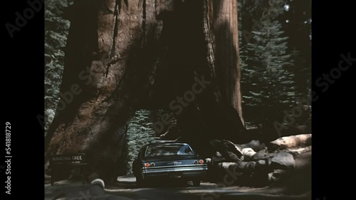 Driving Through the Wawona Tree 1965 - Cars drive through the Wawona Tree Tunnel in the Mariposa Grove at Yosemite National Park, in 1965. 