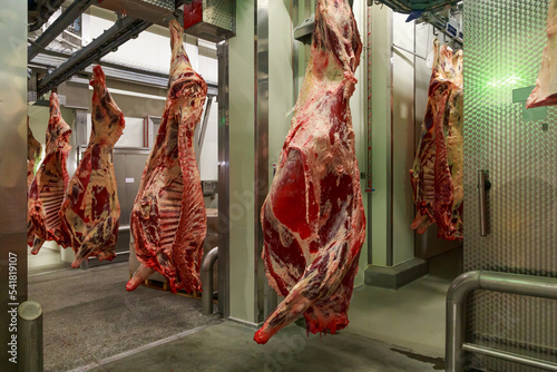 Photos Factory processing line with beef carcasses.