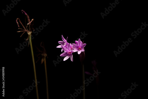 tulbaghia violacea flower on black background photo