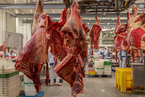 Black angus carcasses in processing line of deboning hall.