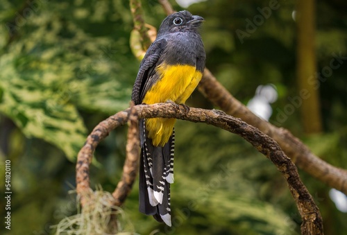 This image shows a colorful wild trogon bird in a lush landscape.