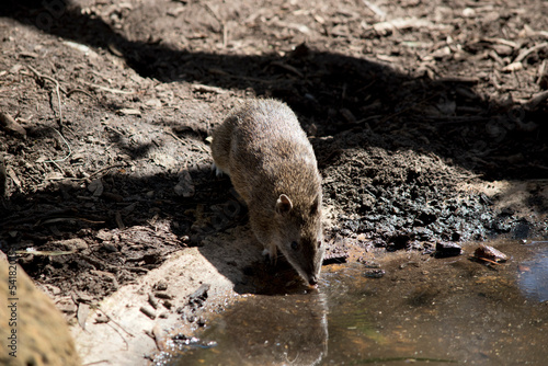 the bandicoot is a small grey and brown marsupial