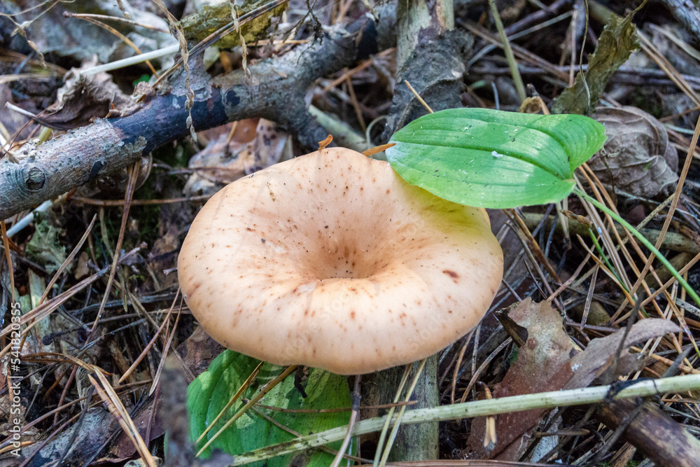 Danger chanterelle mushroom under leaf Stock Photo Adobe Stock