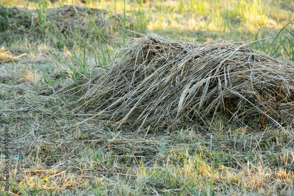Fototapeta premium hay, a pile of clipped grass