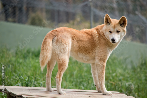 the golden dingo is tan in color with a thick furry tail, it has a white snout and black nose