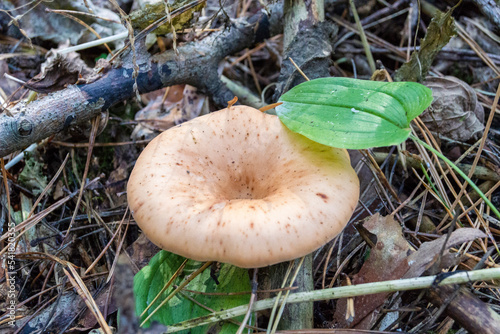 Danger chanterelle mushroom under leaf