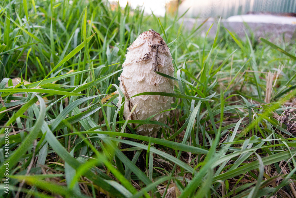 Obraz premium Danger mushroom herringbone