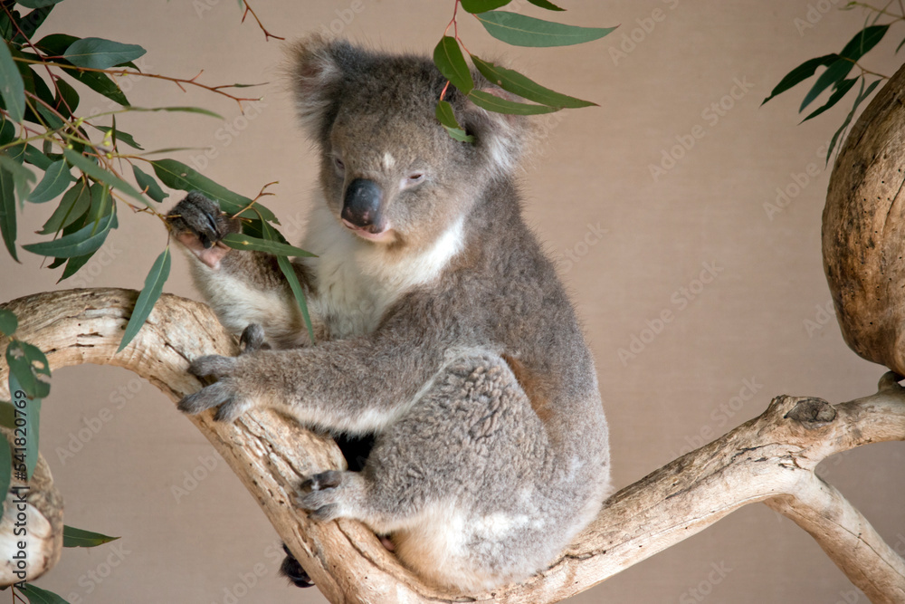 Fototapeta premium the koala is a grey marsupial with white fluffy ears and a large nose that climbs trees