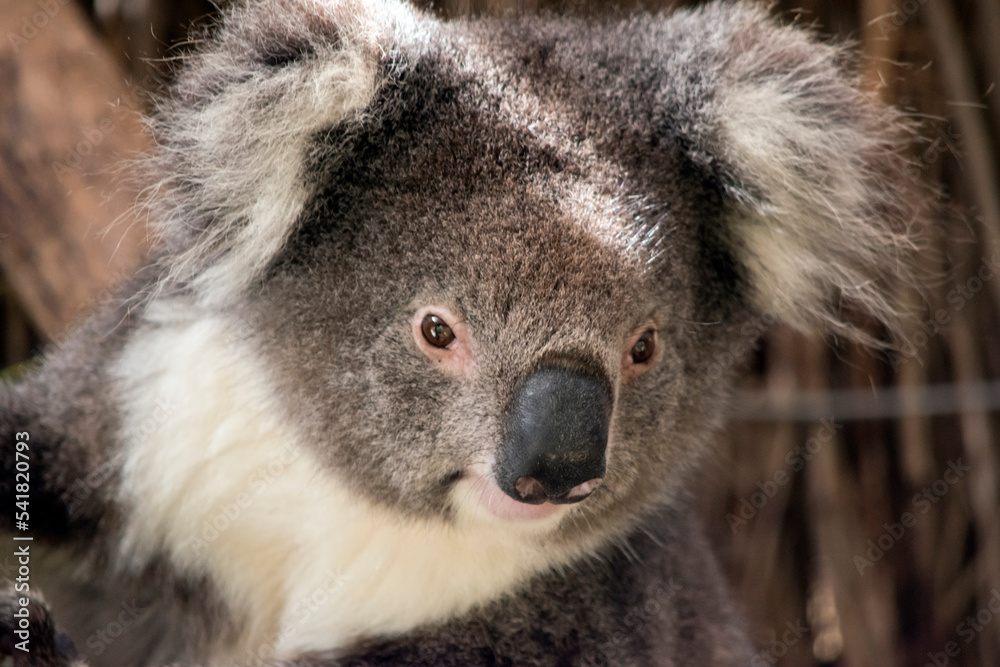 this is a close up of a koala this is a close up of a koala