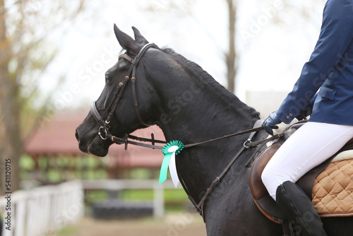  Show jumper horse wearing award winning ribbon. Equestrian sports background