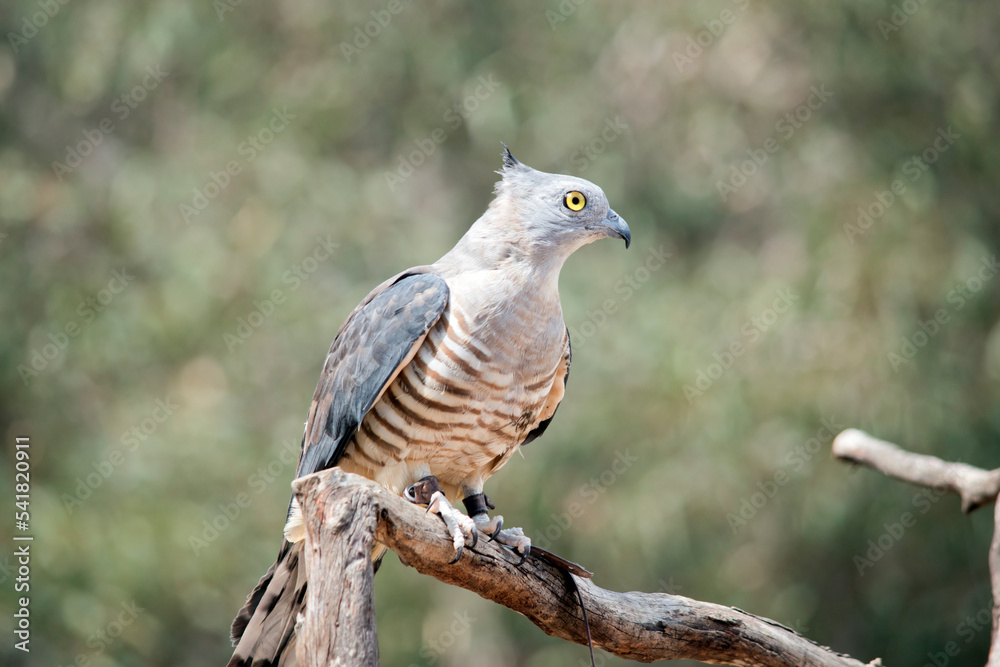 the pacific baza has piercing yellow eyes a grey head and neck, dark grey wings and a brown and white striped chest the pacific baza has piercing yellow eyes a grey head and neck, dark grey wings and a brown and white striped chest