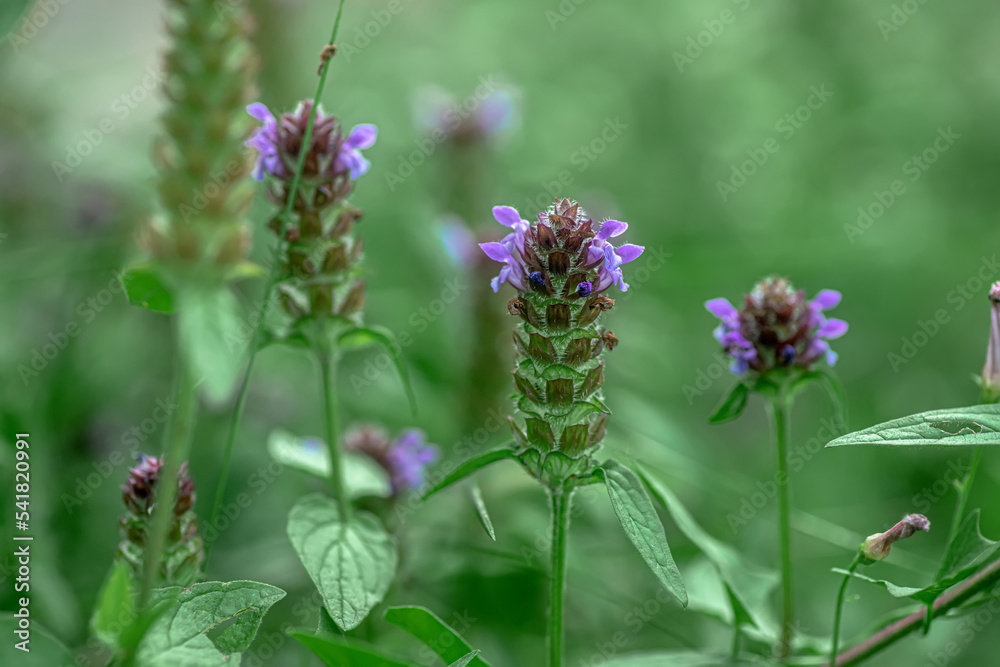 Prunella vulgaris, self-heal, heal-all, woundwort, heart-of-the-earth, carpenter's herb, brownwort and blue curls purple flower growing on the field. Honey and medicinal plants in Europe. drug plants Prunella vulgaris, self-heal, heal-all, woundwort, heart-of-the-earth, carpenter's herb, brownwort and blue curls purple flower growing on the field. Honey and medicinal plants in Europe. drug plants