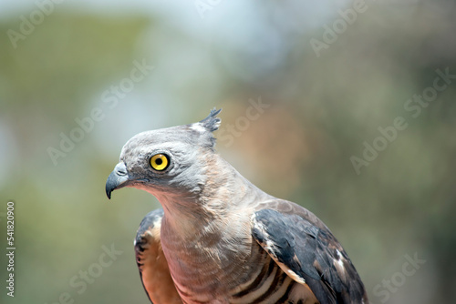 The Pacific Baza is a medium-sized, long-tailed hawk with a prominent crest. It is slim-bodied, with a narrow grey head and neck.