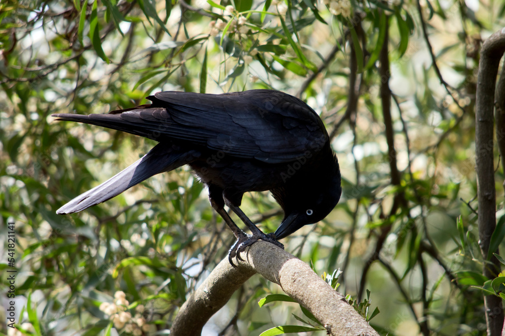 Fototapeta premium the Australain is eating a bug in a tree