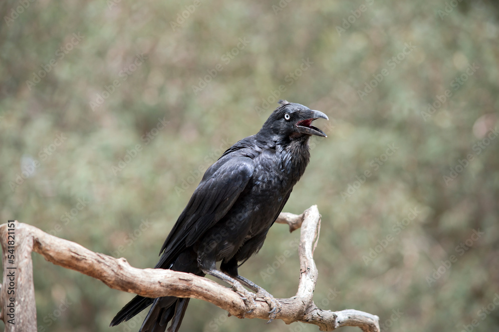 the black raven is perched on a tree branch squawking the black raven is perched on a tree branch squawking