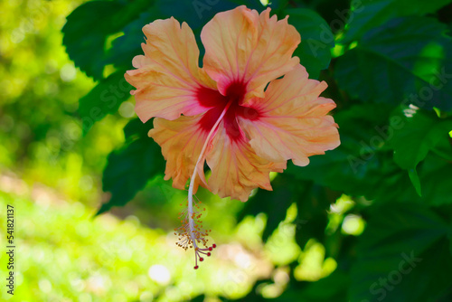 flower in the garden