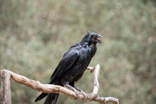 the black raven is perched on a tree branch squawking