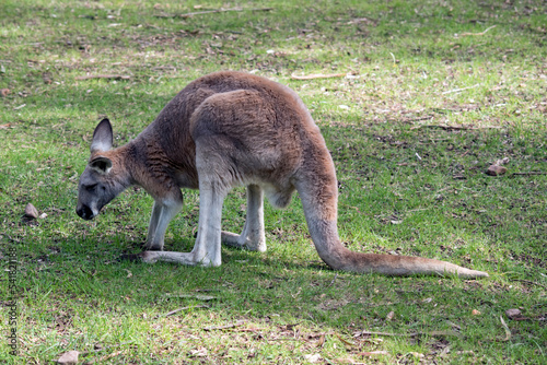 the red kangaroo is the largest of the marsupials