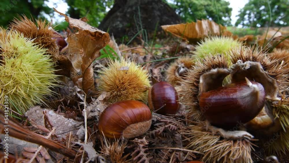 Autumn season in a forest of ancient chestnut trees, harvest time. Closeup of Chestnuts at ground with hedgehogs. Typical fresh autumn fruits. Autumn season in a forest of ancient chestnut trees, harvest time. Closeup of Chestnuts at ground with hedgehogs. Typical fresh autumn fruits.