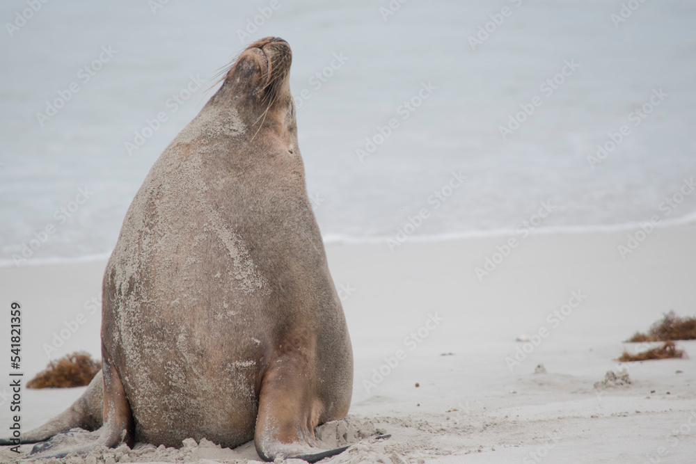 Fototapeta premium Once a sea lion becomes sexually mature, at around age four or five, they are able to breed. Female sea lions are called cows, while males are called bulls.