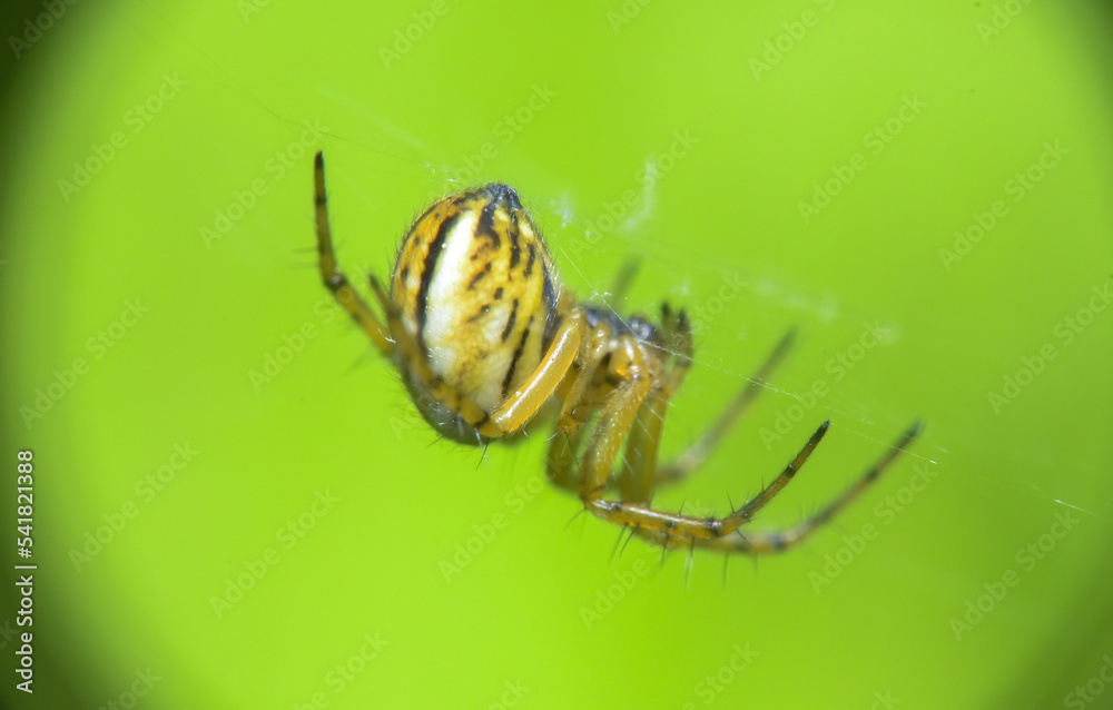 Mangora acalypha eats its prey, Kharkiv, Ukraine StockFoto Adobe Stock