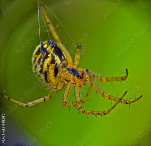 Mangora acalypha eats its prey, Kharkiv, Ukraine