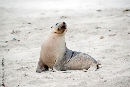 the sea lion pup is waiting for its mother to return from the sea