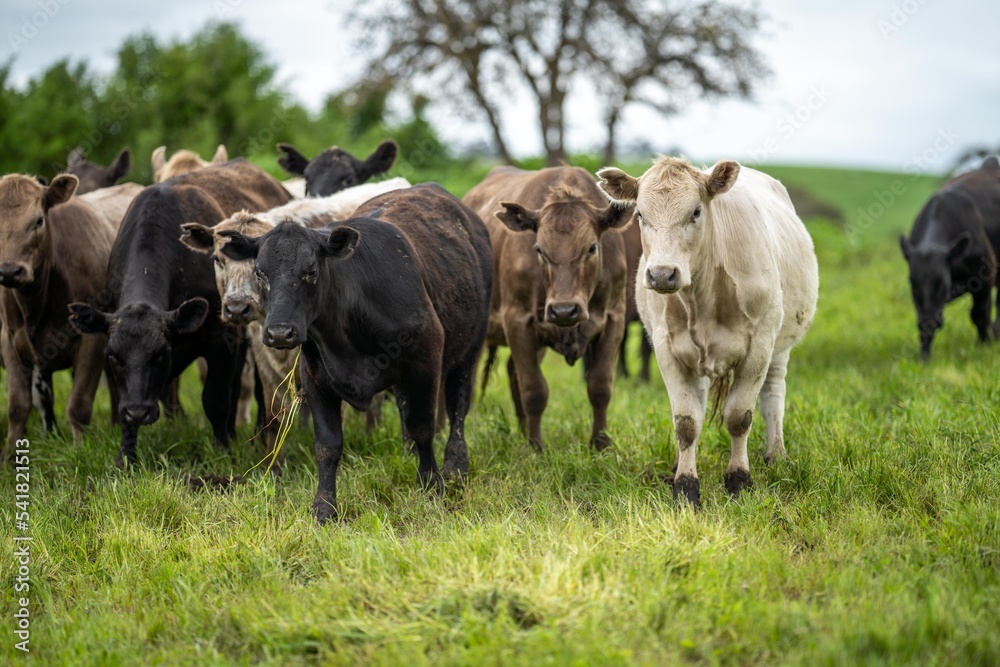 Regenerative agriculture cows in the field, grazing on grass and pasture in Australia, on a farming ranch. Cattle eating hay and silage. breeds include speckle park, Murray grey, angus, wagyu, dairy. Regenerative agriculture cows in the field, grazing on grass and pasture in Australia, on a farming ranch. Cattle eating hay and silage. breeds include speckle park, Murray grey, angus, wagyu, dairy.