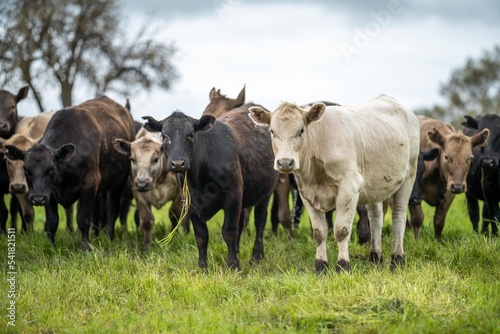 Regenerative agriculture cows in the field, grazing on grass and pasture in Australia, on a farming ranch. Cattle eating hay and silage. breeds include speckle park, Murray grey, angus, wagyu, dairy.