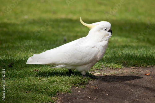 the sulphur crested cockatoo is a white bird with a yellow crest and black beak