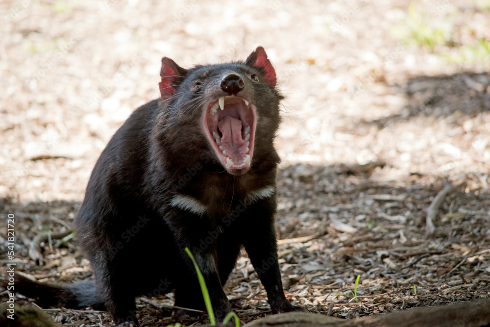 the tasmanian devi has sharp teeth for eating meat