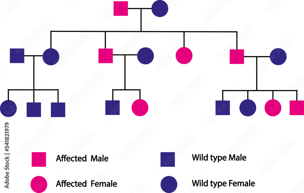 Graphique autosomique prédominant simple, parents hétérozygotes, situé sur un autosome (chromosome non sexuel)