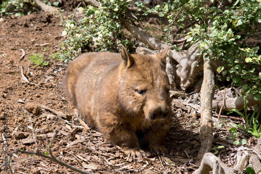 the hairy nosed wombat has brown fur and many whiskers the hairy nosed wombat has brown fur and many whiskers
