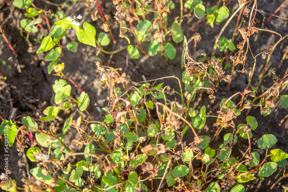 Buckwheat after frost. Frozen leaves and flowers of Buckwheat. Plants