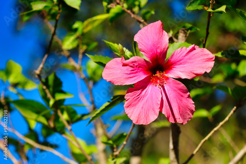 pink flower in bloom