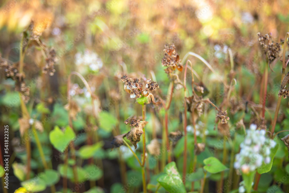 Buckwheat after frost. Frozen leaves and flowers of Buckwheat. Plants
