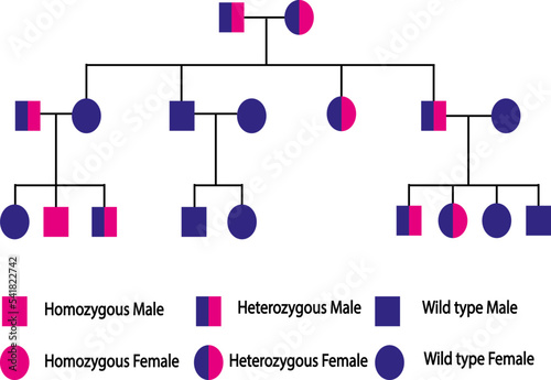 Simple autosomal recessive pedigree chart, heterozygous parents, located on one autosome (non-sex chromosome) photo