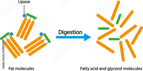 Scientific design of fat molecule fingering. Effect of lipase enzyme on fat molecules. Fatty Acid And Glycerol Formation. Colorful symbols. Vector illustration. photo