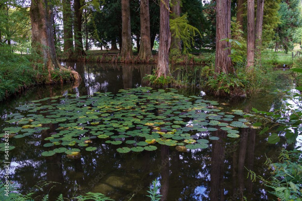 森の沼 StockFoto Adobe Stock
