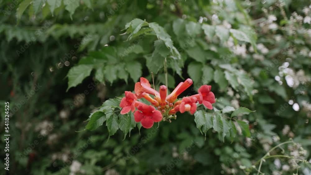 Decorative flowering shrub in garden. Kampsis red flowers, close-up.
