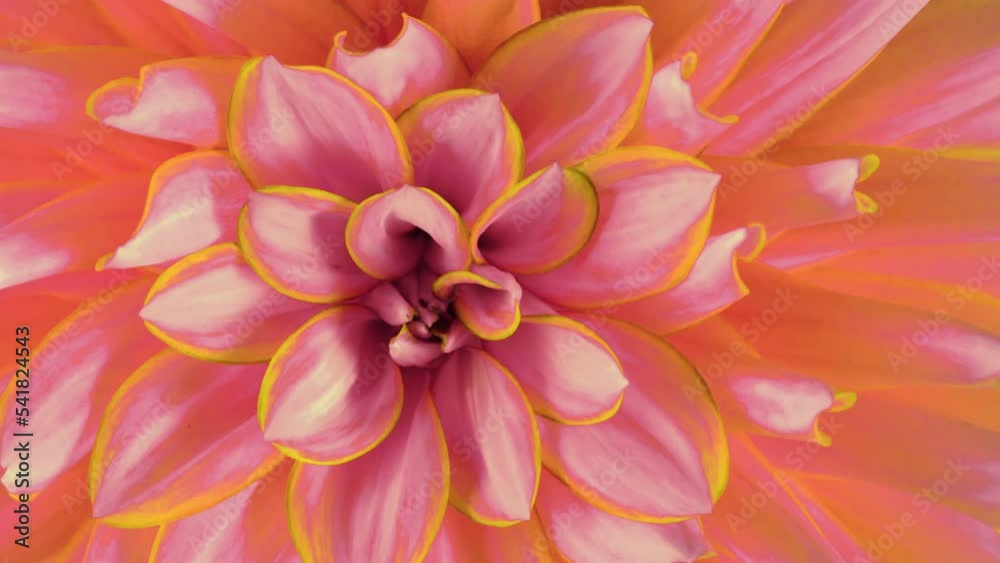 Dahlia flower macro time lapse closeup