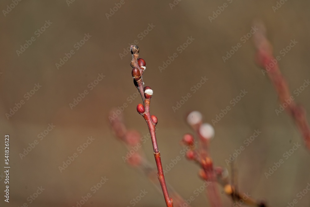 Juvenile red willow branch with small buds StockFoto Adobe Stock
