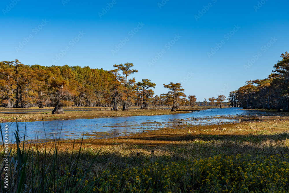 Goose Prairie, Caddo Lake, TX StockFoto Adobe Stock